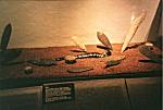 Fra Templo Mayor's museum: eksempler på offerknive, brugt af aztekiske præster ved ofring af krigsfanger.